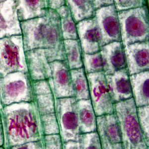 Trouser Princess Small