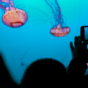 Video Refrigerator Refrigerator