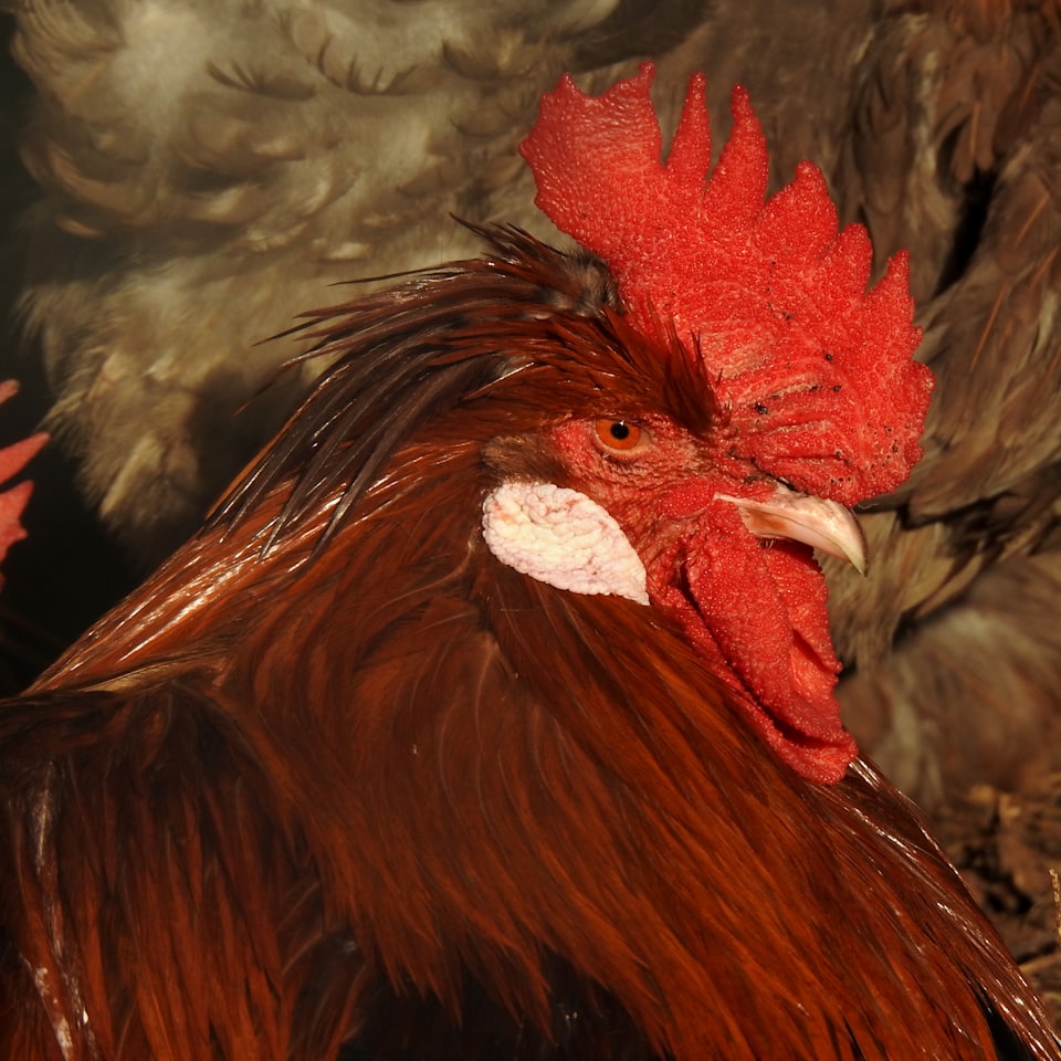 Cola Rooster Card Pumpkin