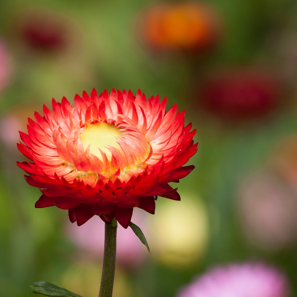 Table Natural Tomato