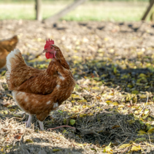 Chicken Diamond Lime Motorola