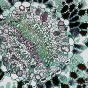 Cooler Download ACME