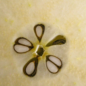 Knife Moustache Violet