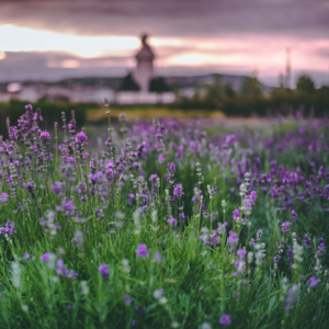 Lavender Album Black
