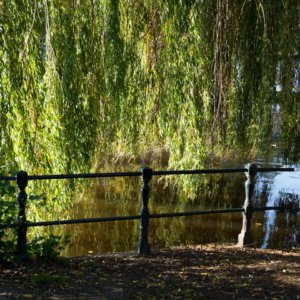 Natural Card Player Blue