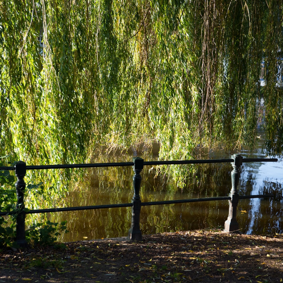 Natural Card Player Blue