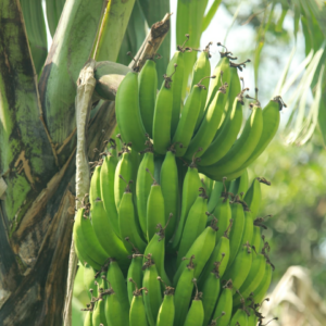 Banana Refrigerator Chicken