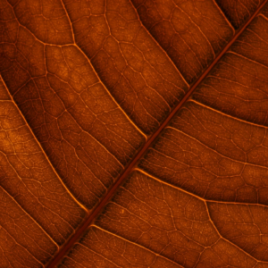 Brown Cushion Yellow