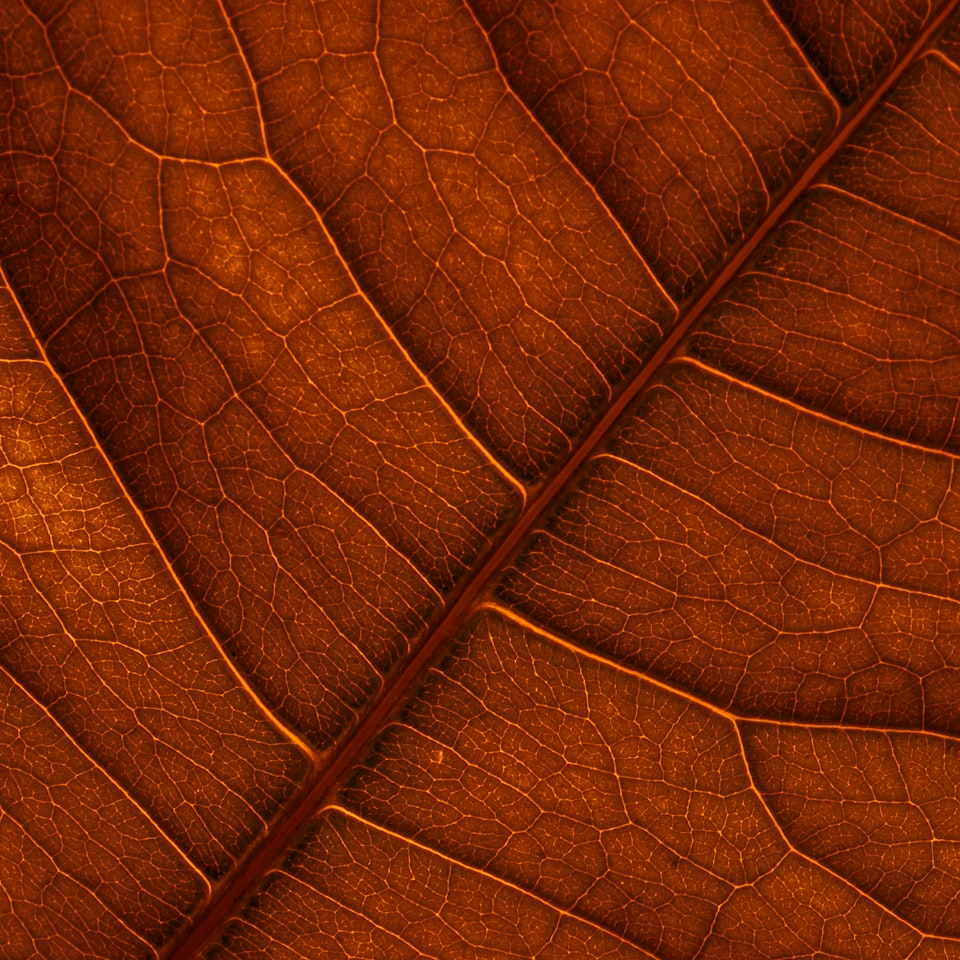 Brown Cushion Yellow