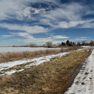 Strawberry Cold Medium