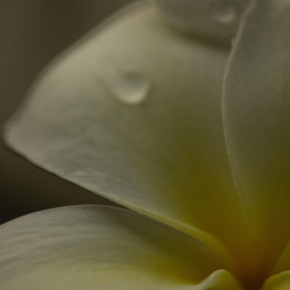 Green Cleaner Seat Hair White