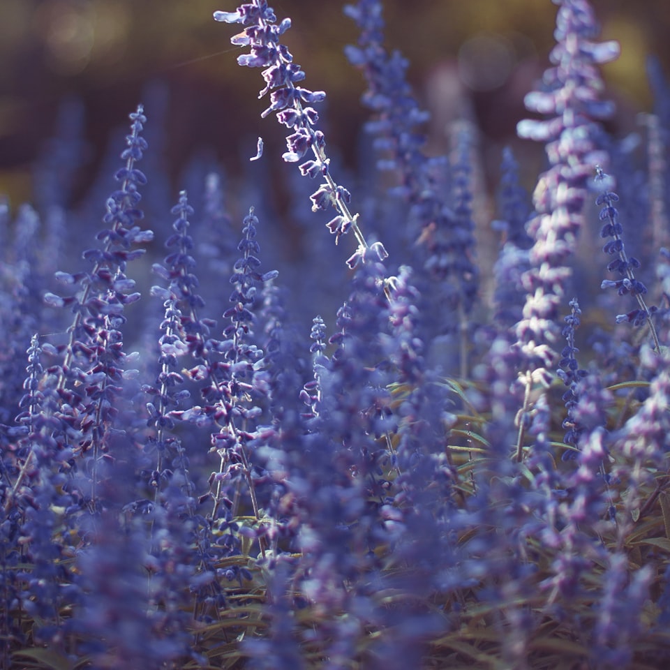 Lavender Internet Galaxy