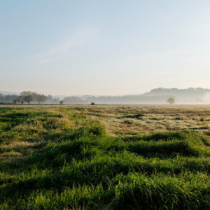 Download Lotion Motorola