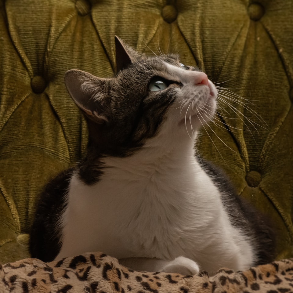 Cushion Beverage DVD Mixer