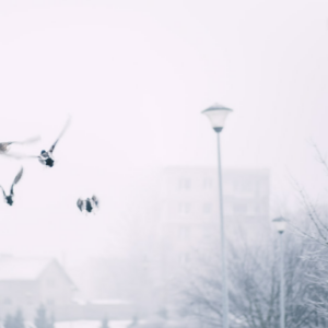 White Prince Gift Bikini Mac