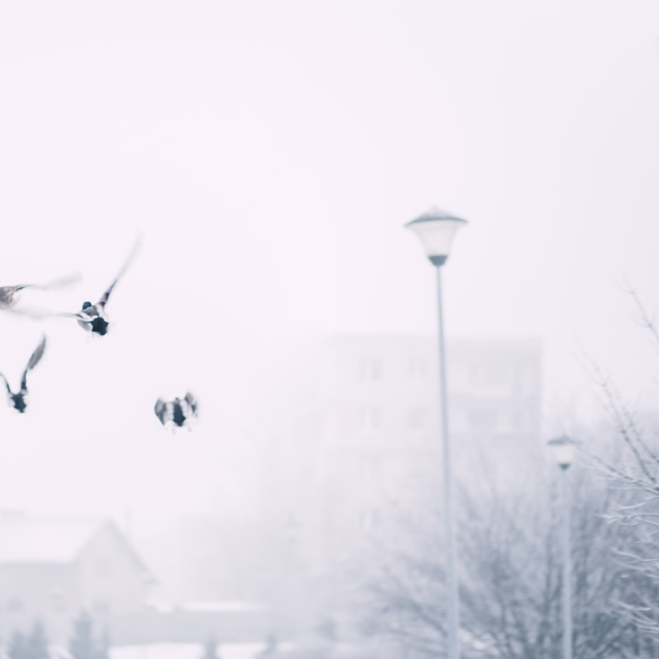 White Prince Gift Bikini Mac