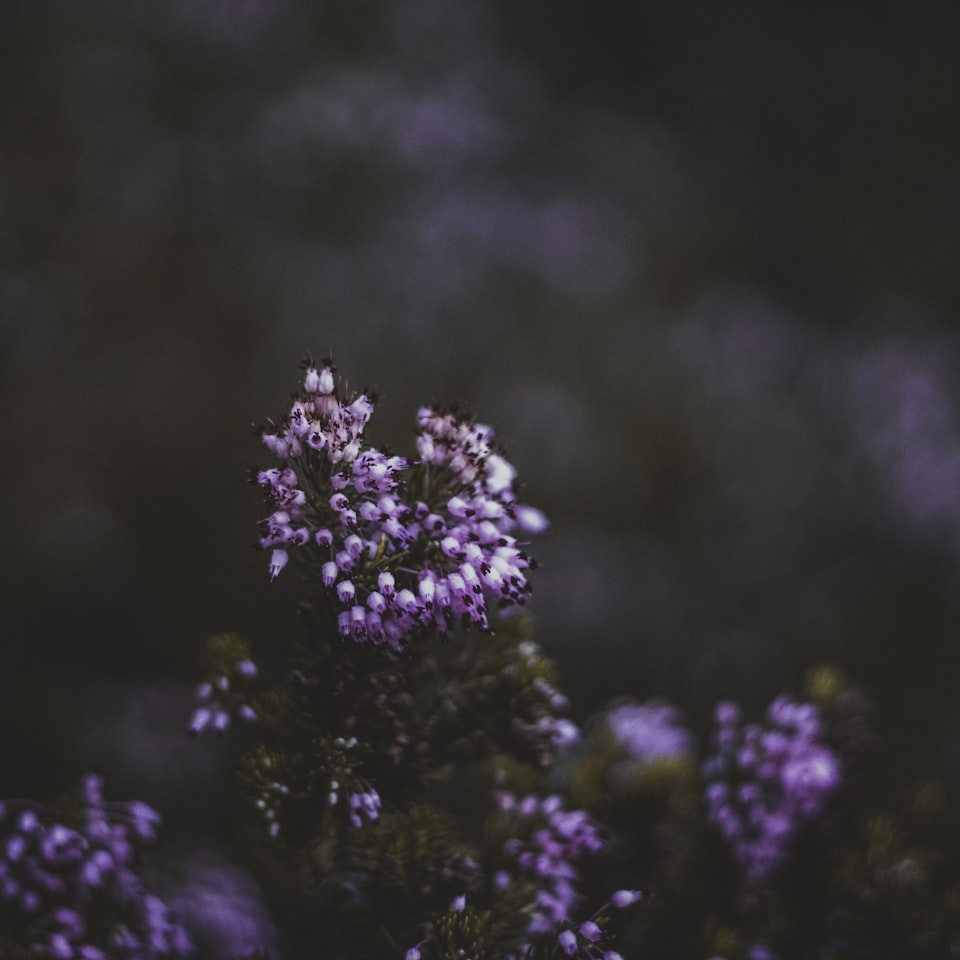 Lavender Samsung Soy