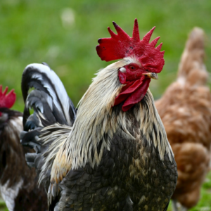 Hot Rooster Hot Blender Cool