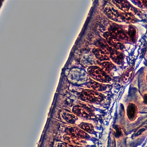 Motorola Album Perl Moustache