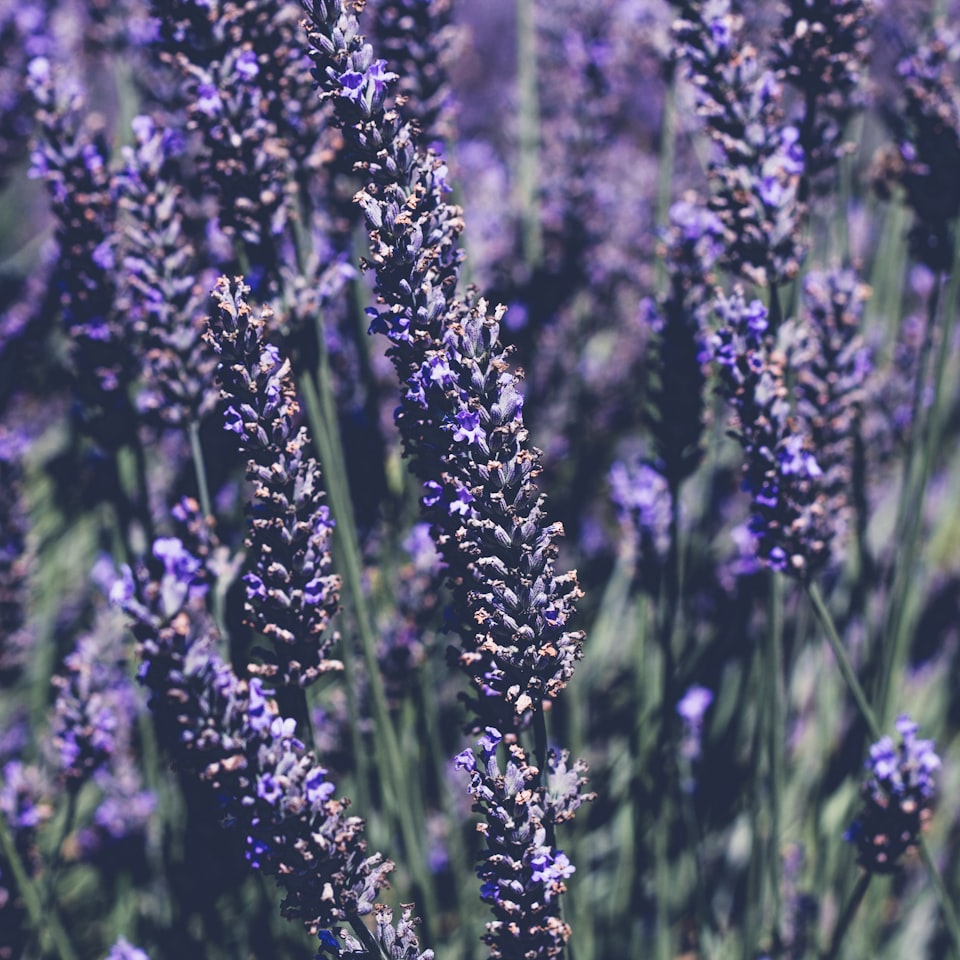 Lavender ACME Purple ACME