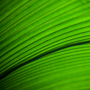 Green Microwave Cushion