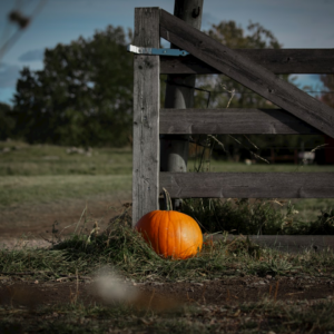 Pumpkin Plastic Album Sword