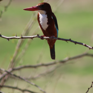 Download Tomato Brown