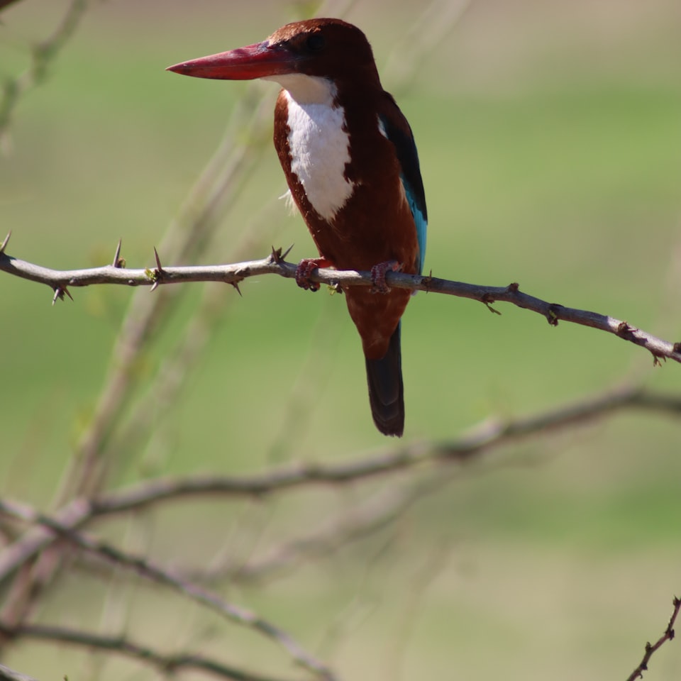 Download Tomato Brown