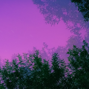 Purple Samsung Prince