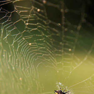 Motorola Green Meat Brass