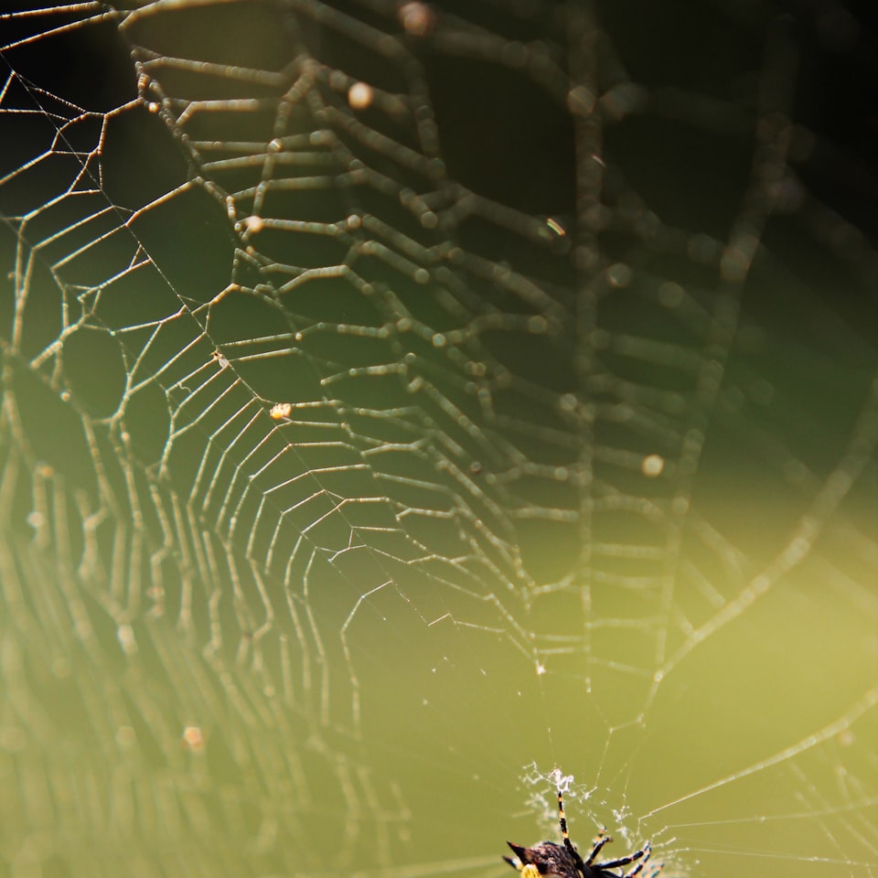 Motorola Green Meat Brass