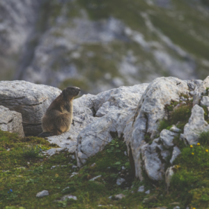 Small Smoothie Gel HDMI