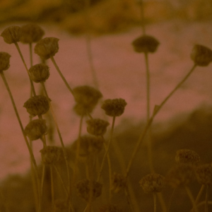 Card Brown Shampoo Knife Banana