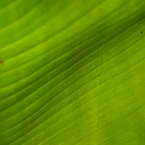 Green Lavender Banana Knife