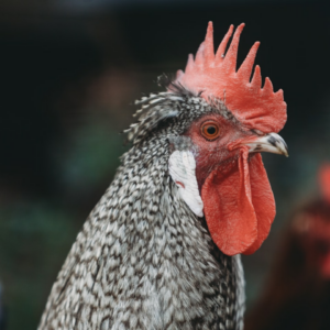 Cola Rooster Moustache