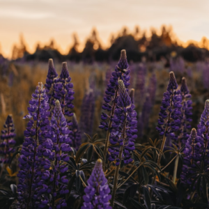 Lavender Samsung DVD