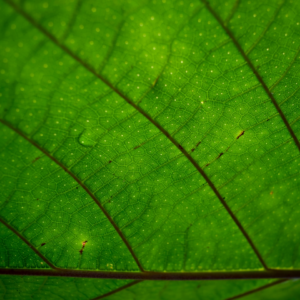 Lotion Green Lotion Video