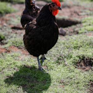 Chicken Trouser Washer