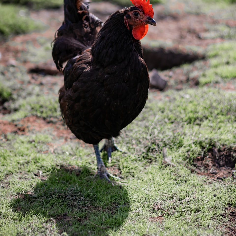Chicken Trouser Washer