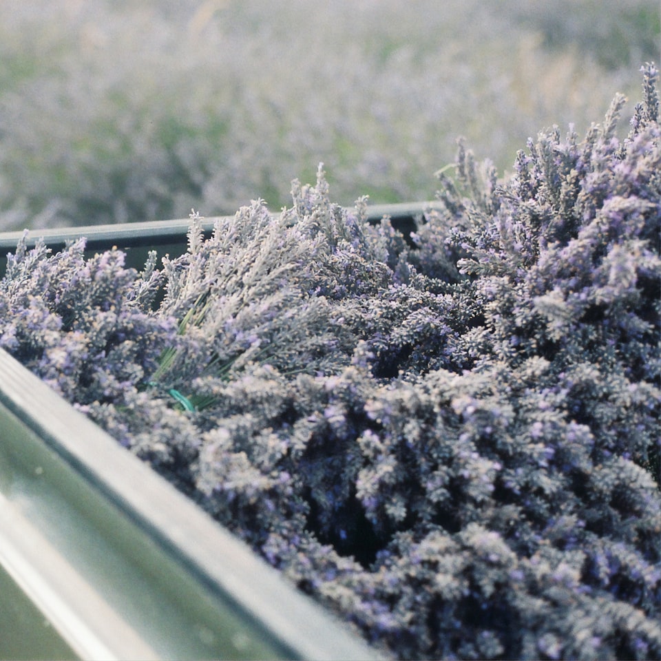 Lavender Video Tomato