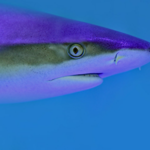 Silver Fish Card Large