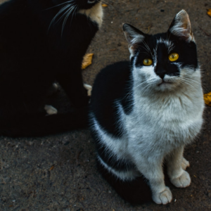 Download HDMI Cleaner