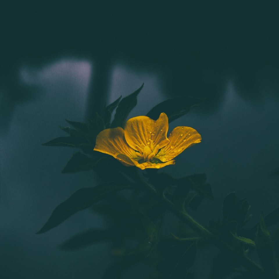 Yellow Refrigerator Refrigerator