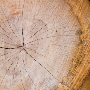 Potato Large Cushion