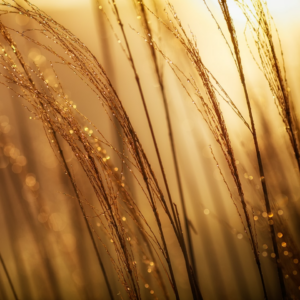 Gold Medium Perl White