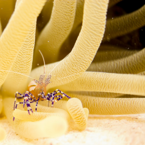 Cleaner Washer Kit Card