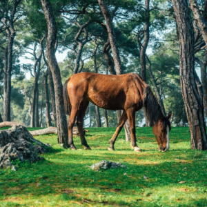 Prince Refrigerator Lavender