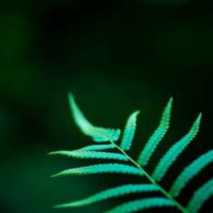 Motorola Juice Microwave